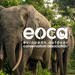Mit dem Projekt „Strengthening Human-Elephant Coexistence“ unterstützt Deuter die Erhaltung des Lebensraumes des vom Aussterben bedrohten afrikanischen Waldelefanten. (Bild: Deuter Sport)